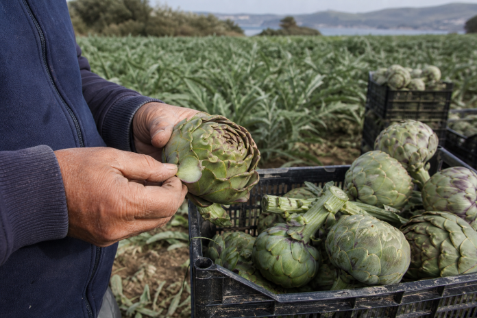 Fresh Urla Sakız artichoke heads showing cylindrical form and layered bracts