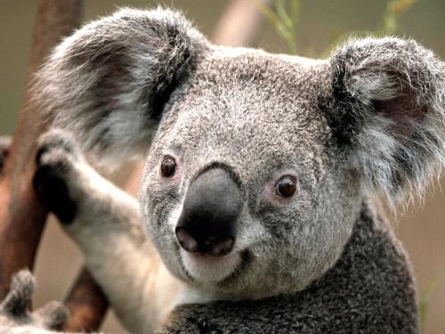 Koala-копия